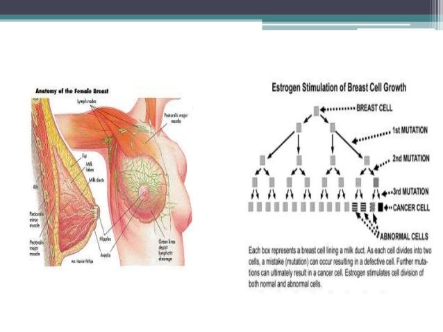 breast development with hormones Breast development with hormones
